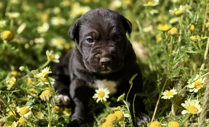 Chiots Cane Corso femelles