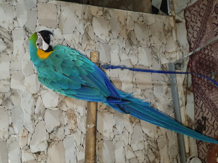 Perroquet macaw blue and gold Ararauna
