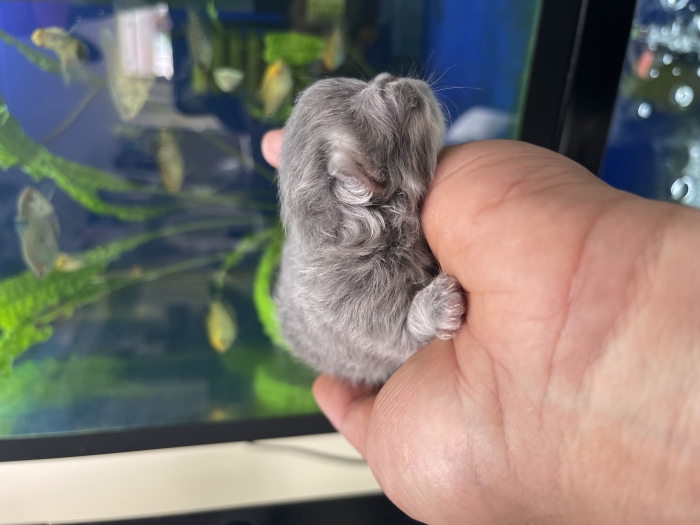 Chinchilla persan poil long