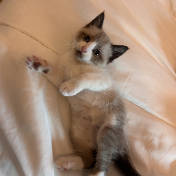 Chat siamois