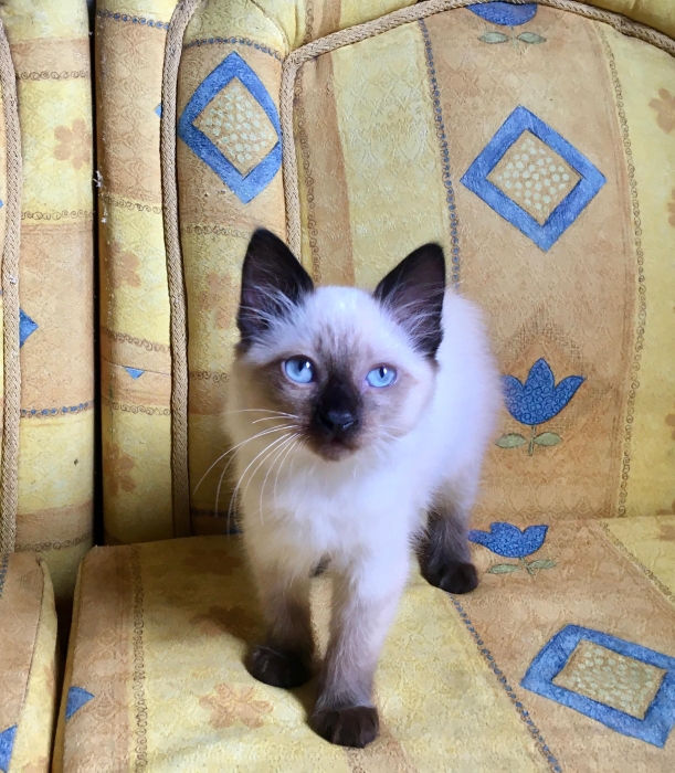 siamois balinais