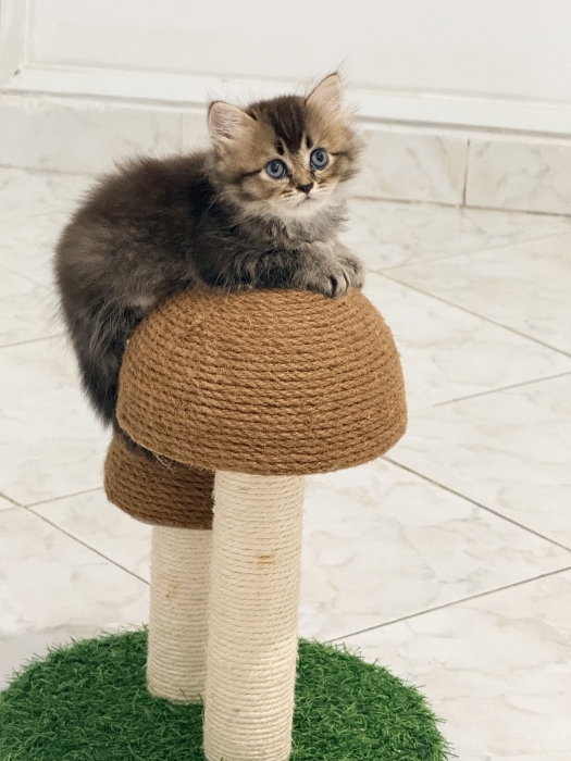 British longhair femelle