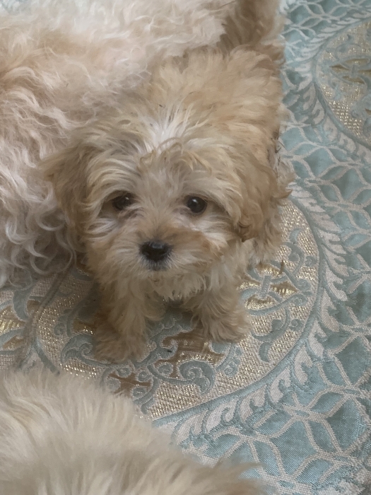 FEMELLES MALTIPOO