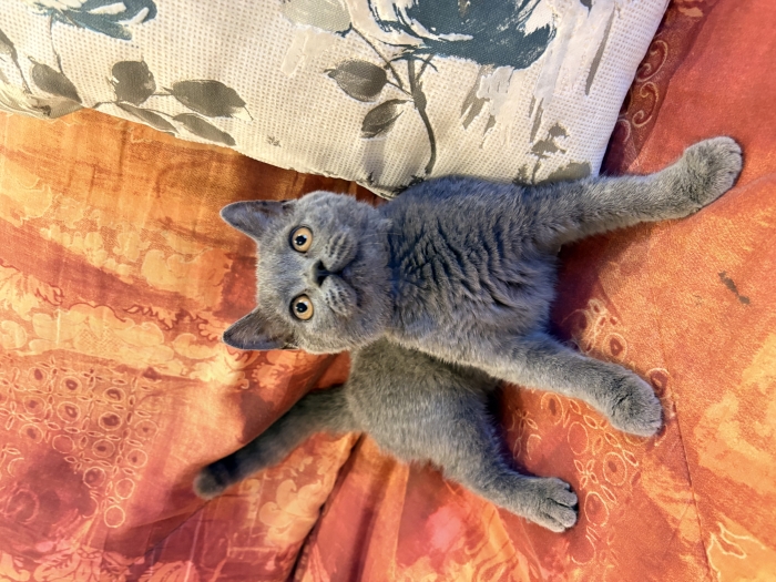 Scottish Shorthair Straight Blue .
