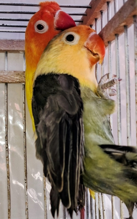 Inseparables  طيور الحب