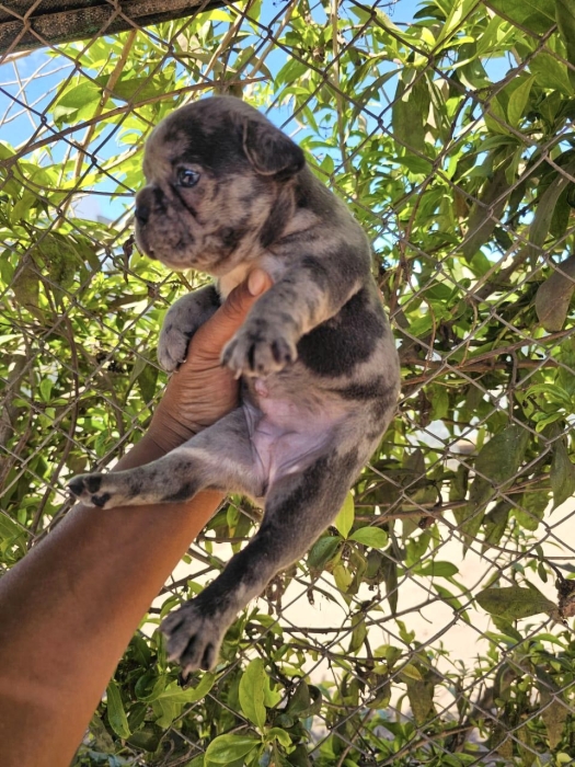 Bulldog Français