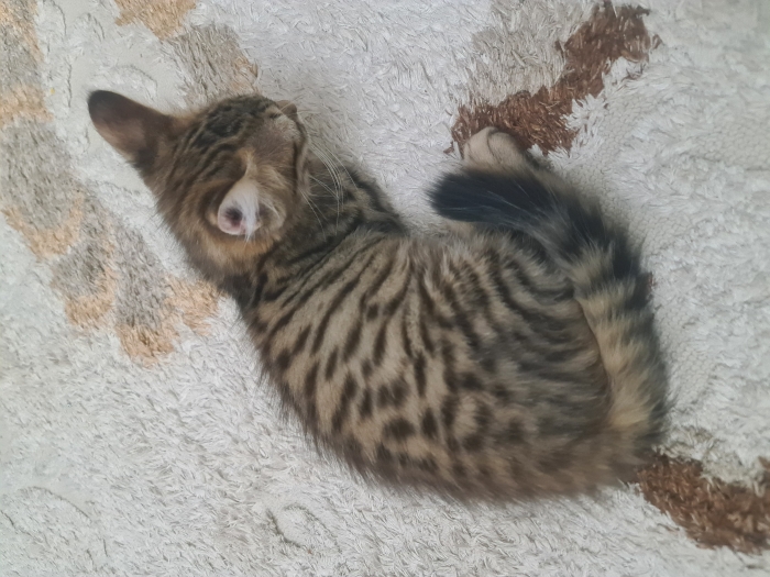 Chat Toyger