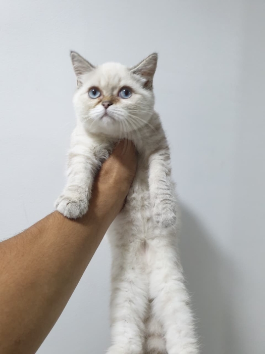 Scottish Fold & Straight