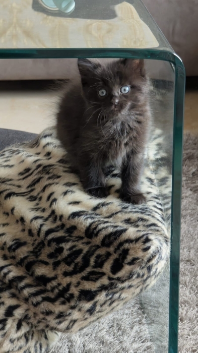 Je vends deux adorables chatons âgés de 2 mois et demi.