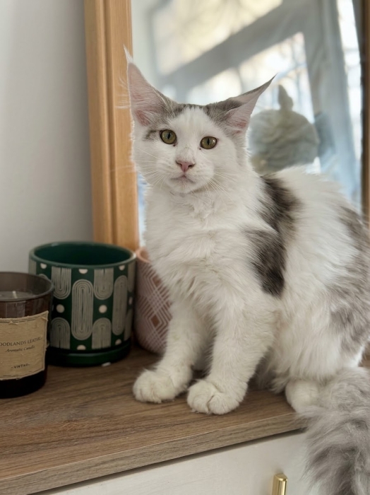 Maine coon femelle et male