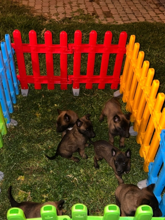 Berger Malinois 🐾