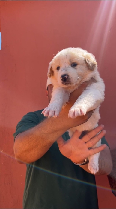 Chien d’atlas (aidi atlas)