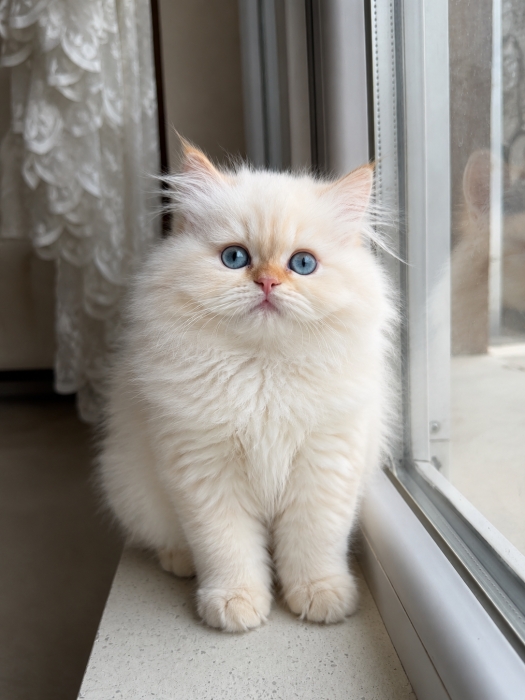Chatton Persan Male