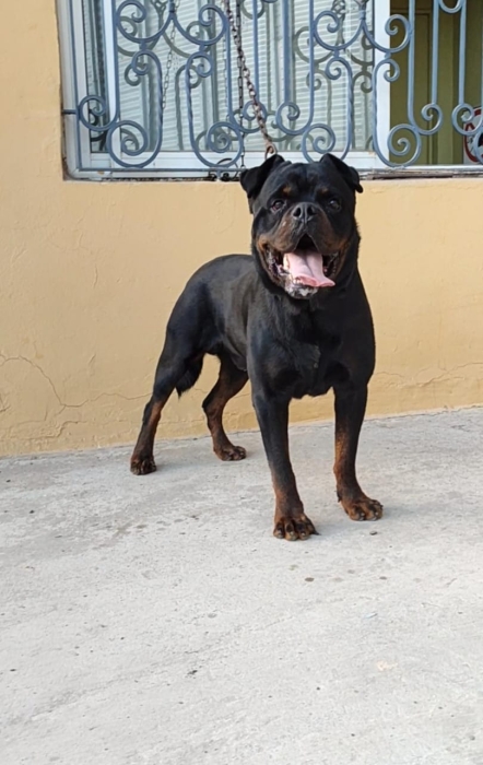 Rottweiler