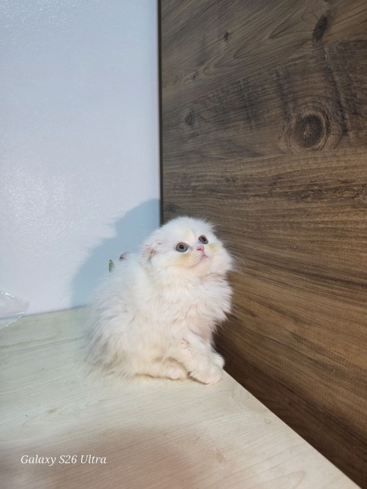 Highland fold & Scottish fold