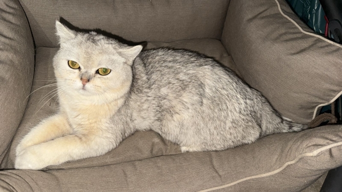 Chat british shorthair