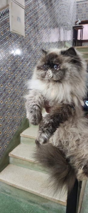 Chatte persan himalayenne enceinte a vendre