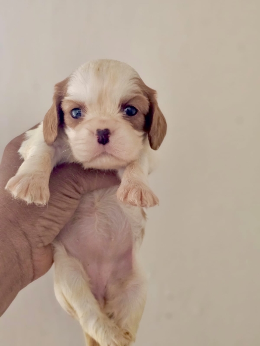 Cavalier King Charles