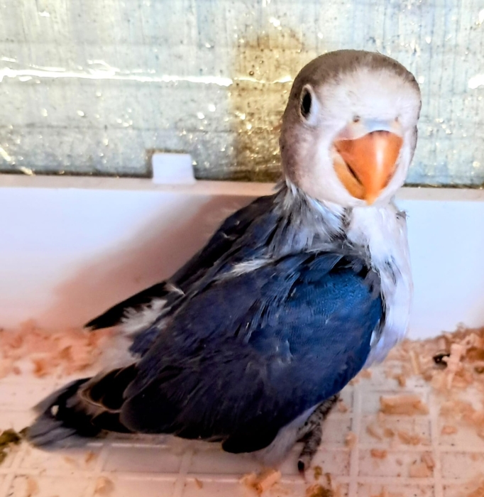 Inseparables dressage