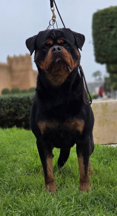 Top ROTTWEILERS avec un excellent PEDIGREE