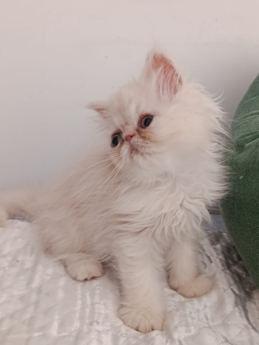 Petit mâle persan 2 mois