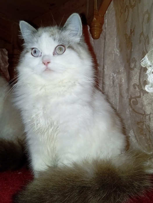 Chat persan chinchilla