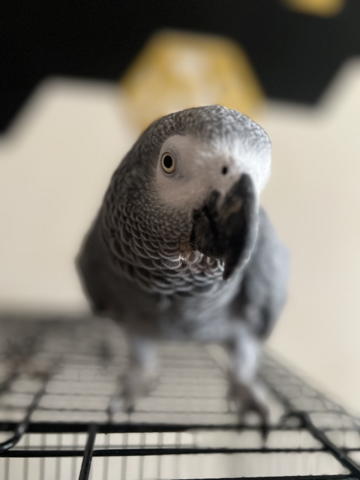 Perroquet gabonais dressé