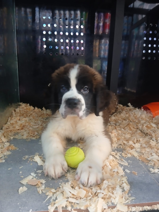 🐶 Chiots Saint-Bernard à vendre – Mâle & Femelle