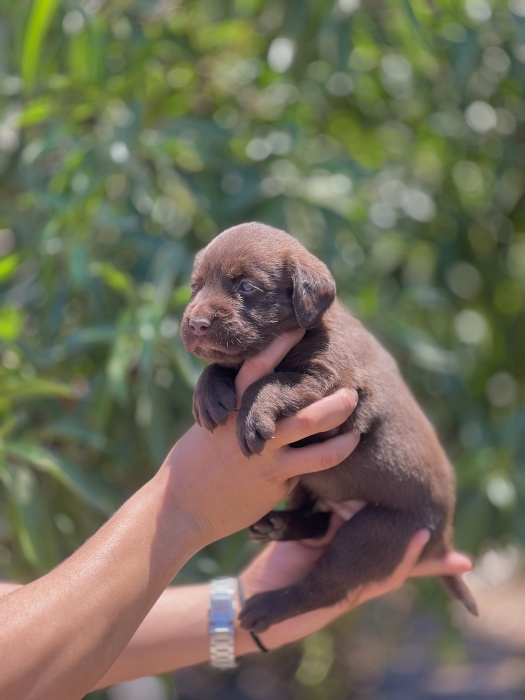 Labrador chocolate