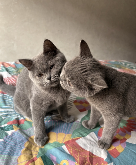 Scottish Shorthair Straight Blue .