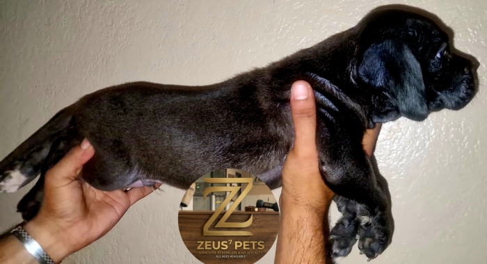Cane corso