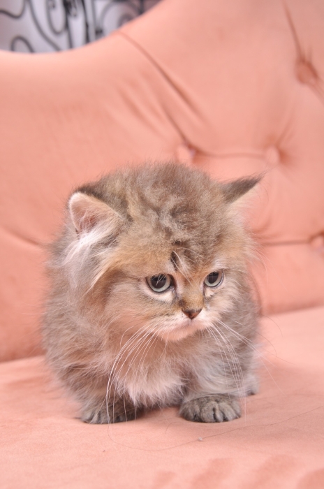 Chaton British Munchkin