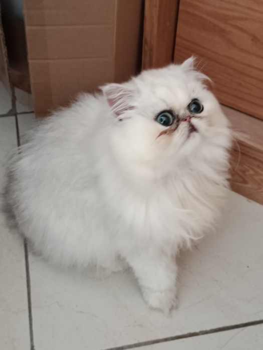 Femelle persan 2 mois