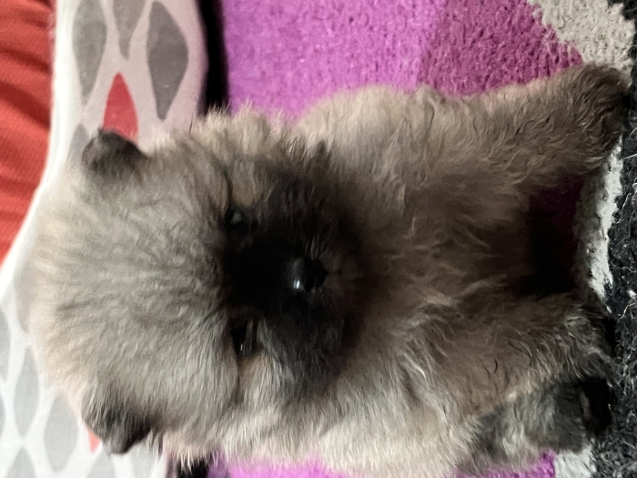 Vente chiots spitz nain pomeranian