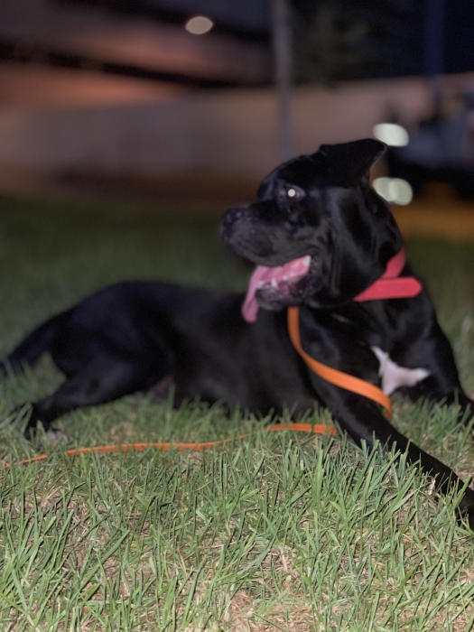Cane corso