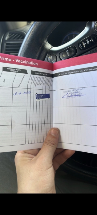 Labrador Retriever 2 mois