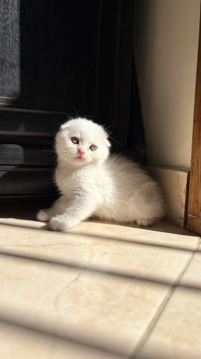 Scottish fold