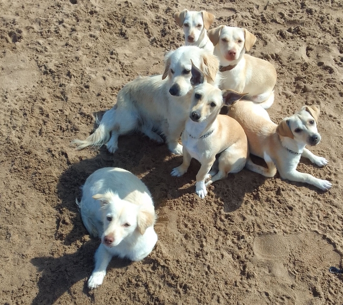 Labrador