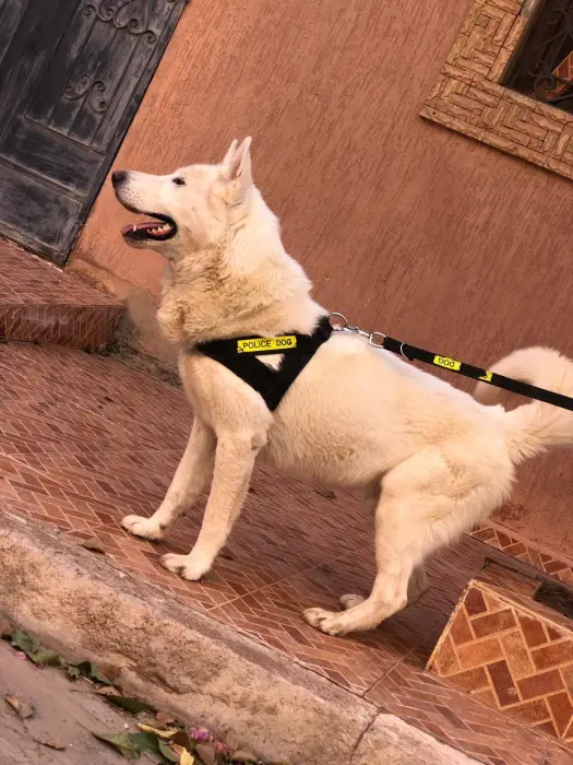 Chien husky malamut