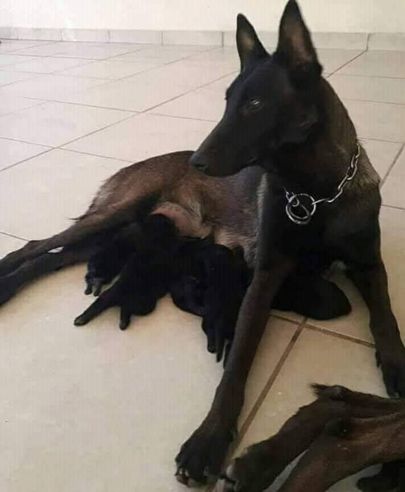 Chiot malinois charboni
