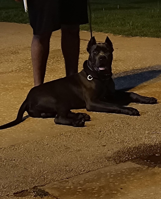Cane corso