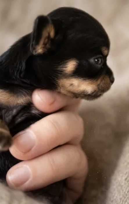 Chihuahua black tan miniature