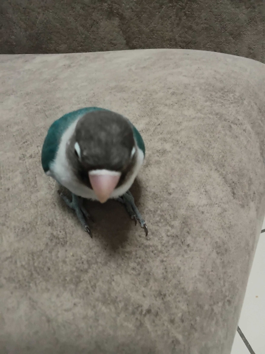 Oiseau Inséparable bleu avec Cage