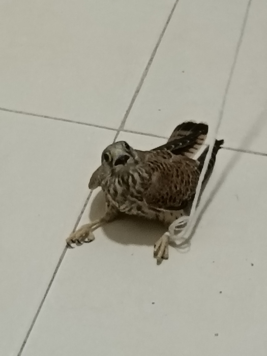 طائر العوسق (Kestrel) هو صقر صغير من الجوارح ينتمي إلى جنس الصقر وعائلة الصقريات