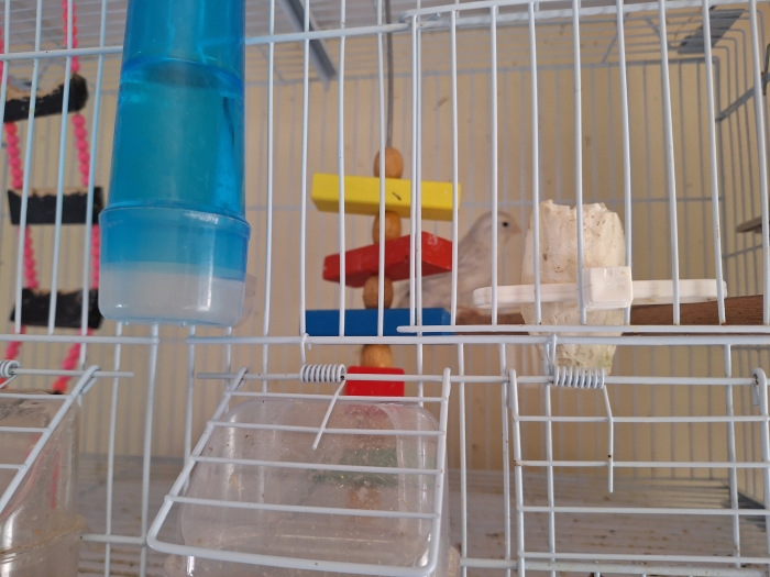 Couple canari satiné