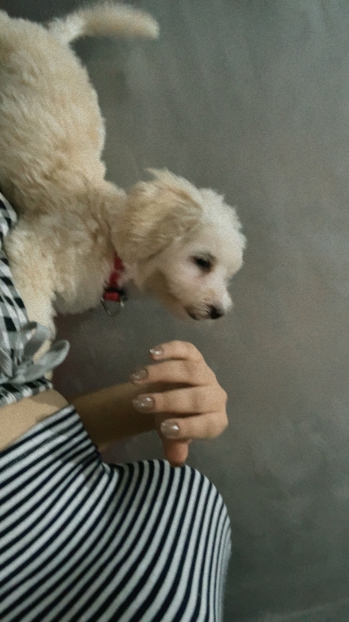 Bichon Maltais