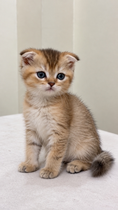 Scottish fold male Golden ny21