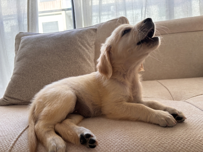 Golden Retriever 2 mois