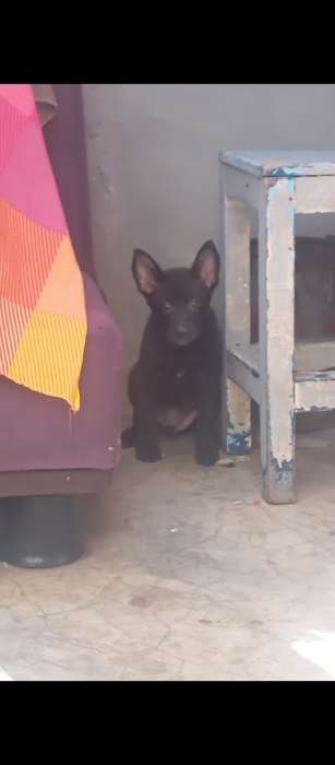 Chiots malinois charboni race pure