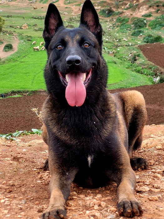 Des chiots malinois charbonner pure race